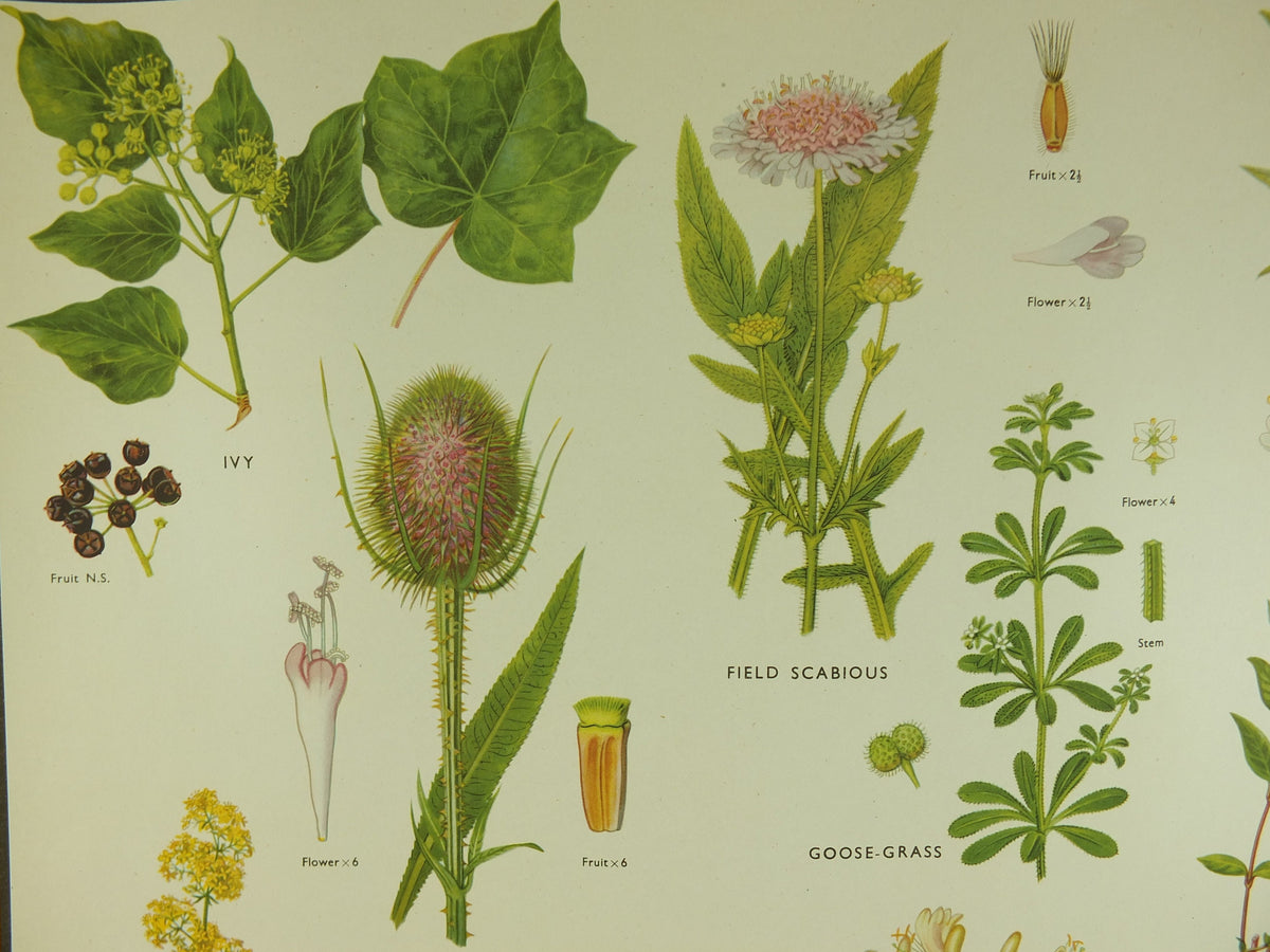 Original Vintage Macmillan Wild Flowers Educational Poster Honeysuckle Periwinkle Ivy print wall art Nature biology botany botanical 1950s
