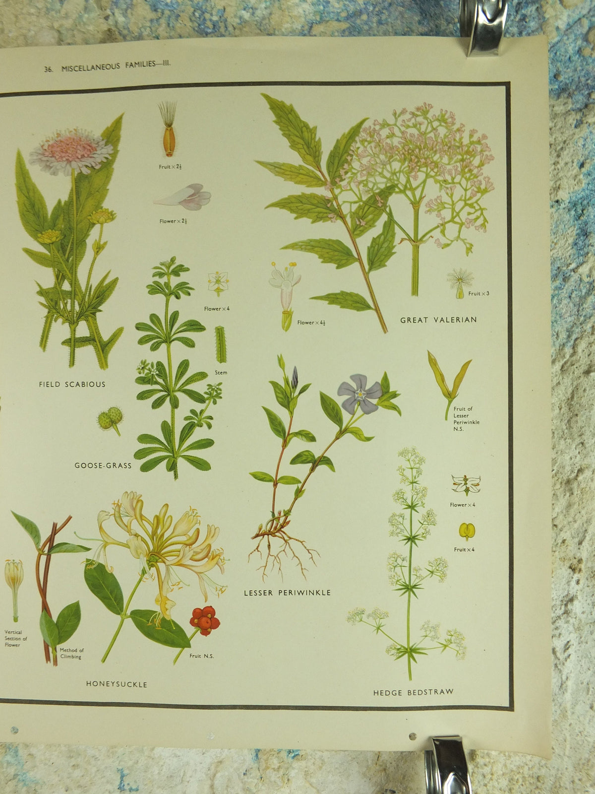 Original Vintage Macmillan Wild Flowers Educational Poster Honeysuckle Periwinkle Ivy print wall art Nature biology botany botanical 1950s