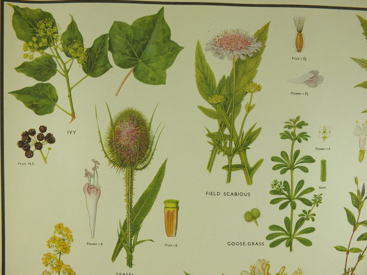 Original Vintage Macmillan Wild Flowers Educational Poster Honeysuckle Periwinkle Ivy print wall art Nature biology botany botanical 1950s