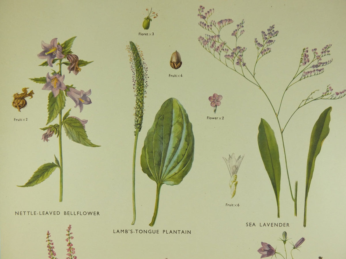 Original Vintage Macmillan Wild Flowers Educational Poster Lavender Heather bellflower print wall art Nature biology botany botanical 1950s