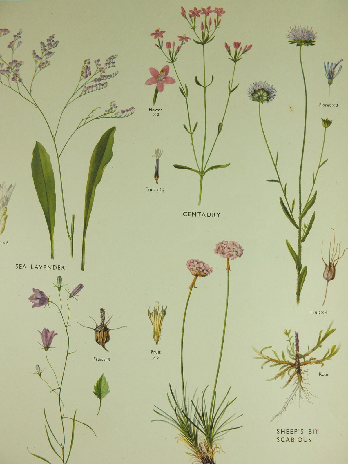 Original Vintage Macmillan Wild Flowers Educational Poster Lavender Heather bellflower print wall art Nature biology botany botanical 1950s