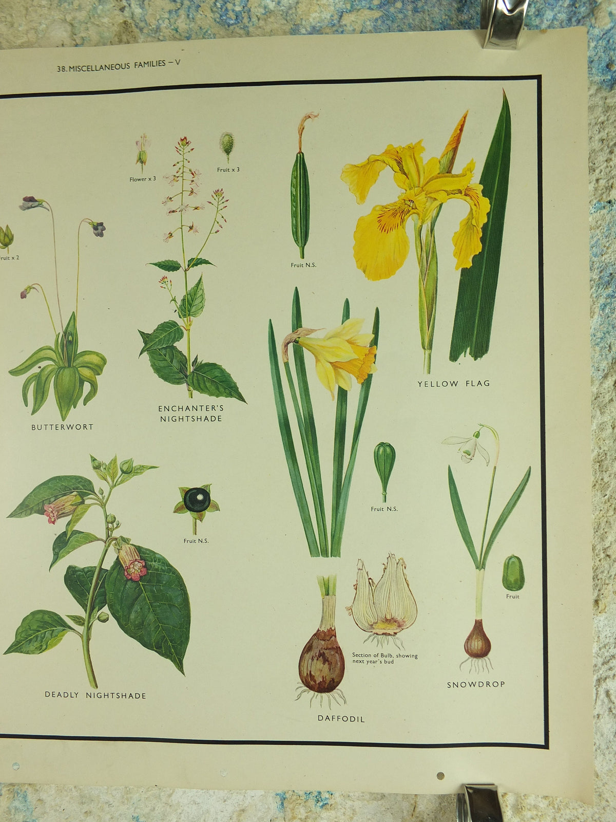 Original Vintage Macmillan Wild Flowers Educational Poster Daffodil Snowdrop Yellowflag print wall art Nature biology botany botanical 1950s