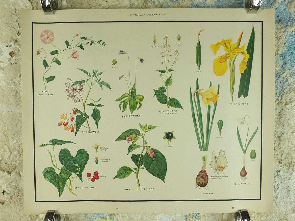 Original Vintage Macmillan Wild Flowers Educational Poster Daffodil Snowdrop Yellowflag print wall art Nature biology botany botanical 1950s