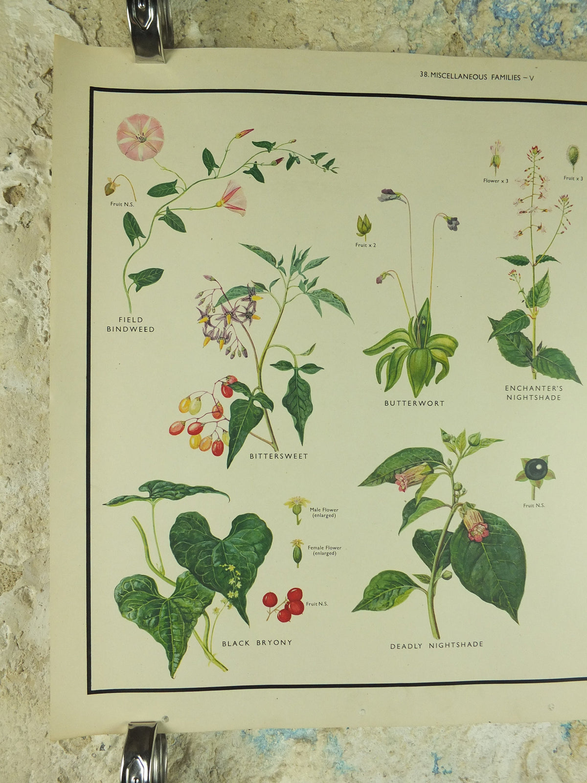 Original Vintage Macmillan Wild Flowers Educational Poster Daffodil Snowdrop Yellowflag print wall art Nature biology botany botanical 1950s