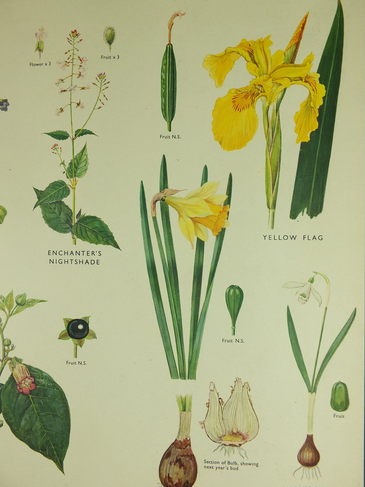 Original Vintage Macmillan Wild Flowers Educational Poster Daffodil Snowdrop Yellowflag print wall art Nature biology botany botanical 1950s