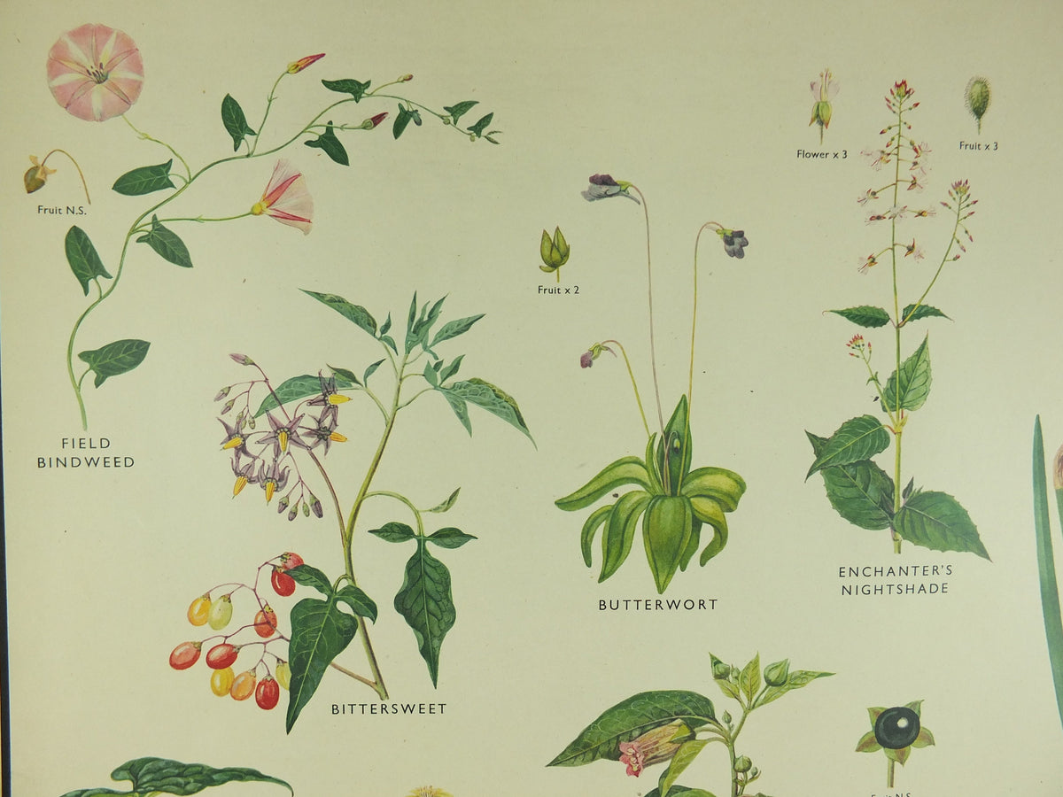 Original Vintage Macmillan Wild Flowers Educational Poster Daffodil Snowdrop Yellowflag print wall art Nature biology botany botanical 1950s