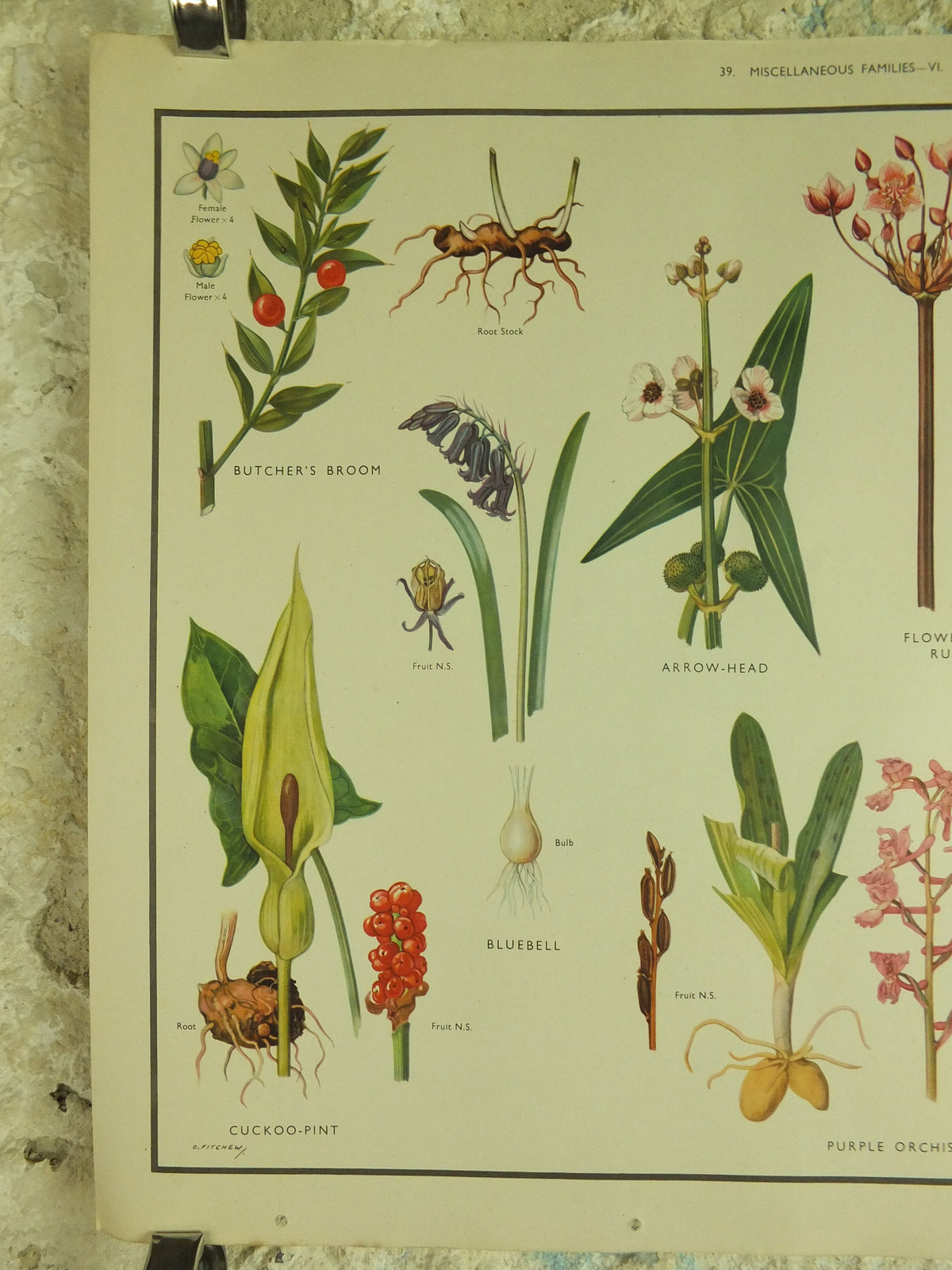 Original Vintage Macmillan Wild Flowers Educational Poster Bluebell Orchis Rush Reed print wall art Nature biology botany botanical 1950s