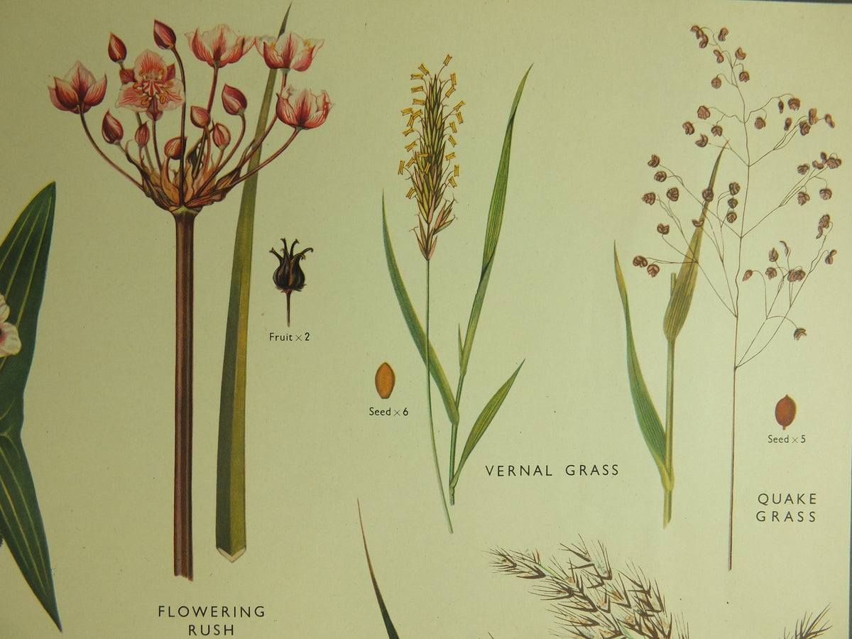 Original Vintage Macmillan Wild Flowers Educational Poster Bluebell Orchis Rush Reed print wall art Nature biology botany botanical 1950s