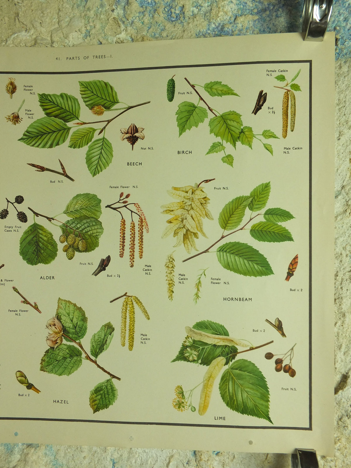 Original Vintage Macmillan Parts of Trees Educational Poster Oak elm ash beech birch print wall art Nature biology botany botanical 1950s
