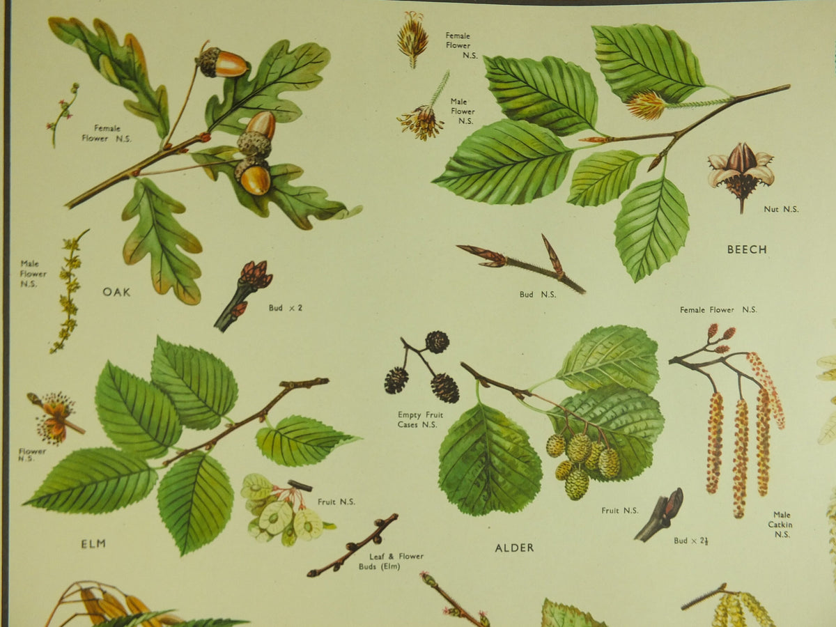 Original Vintage Macmillan Parts of Trees Educational Poster Oak elm ash beech birch print wall art Nature biology botany botanical 1950s