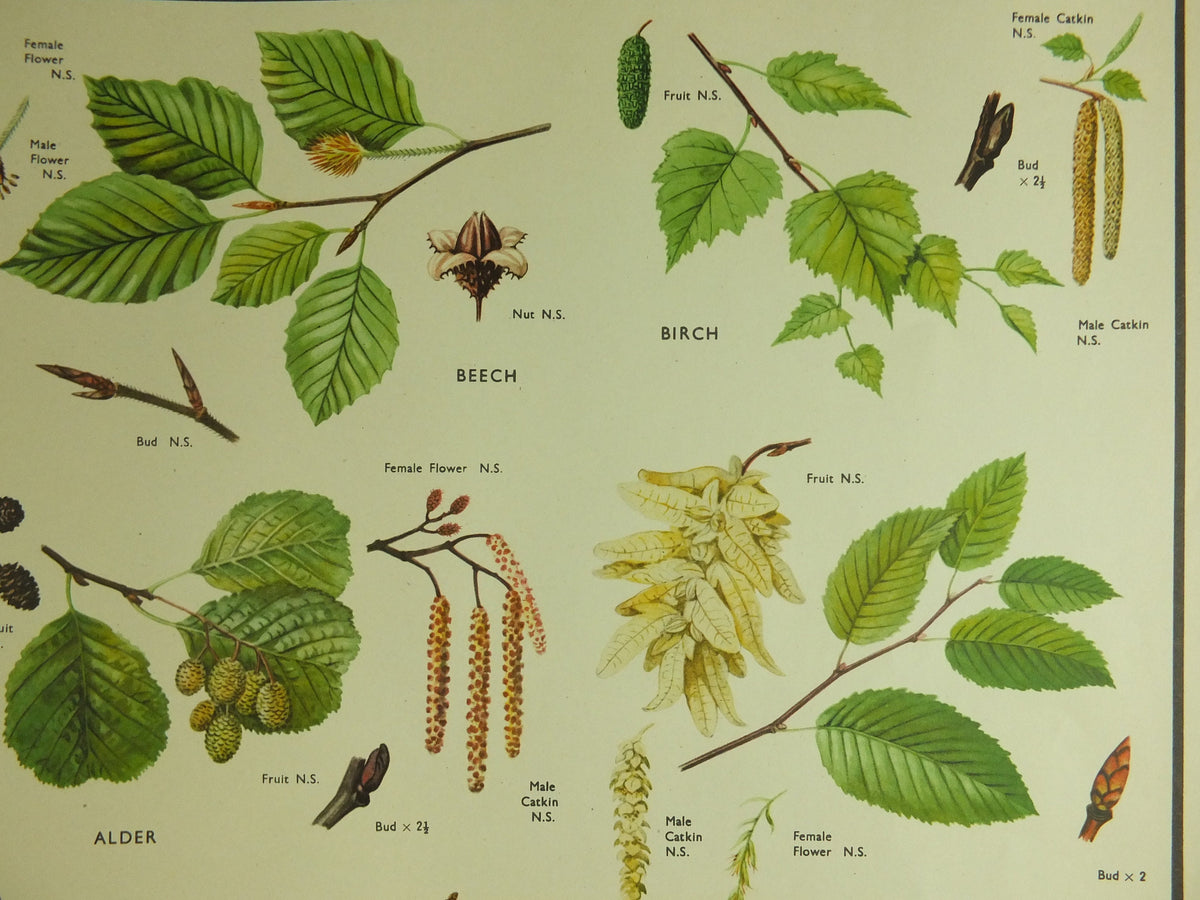 Original Vintage Macmillan Parts of Trees Educational Poster Oak elm ash beech birch print wall art Nature biology botany botanical 1950s