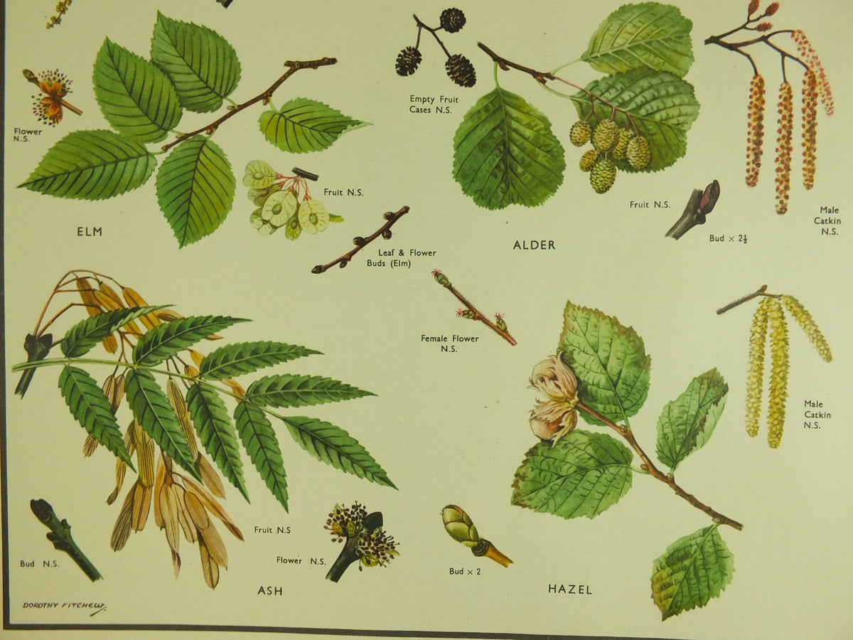 Original Vintage Macmillan Parts of Trees Educational Poster Oak elm ash beech birch print wall art Nature biology botany botanical 1950s