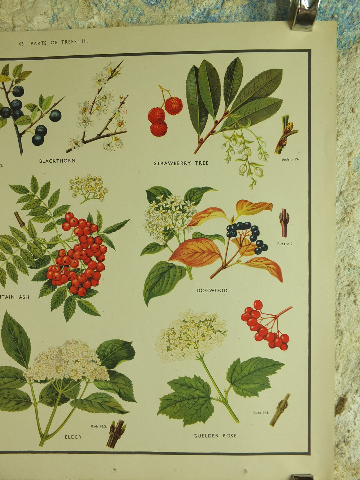 Original Vintage Macmillan Parts of Trees Educational Poster Ash Buckthorn Dogwood print wall art Nature biology botany botanical 1950s