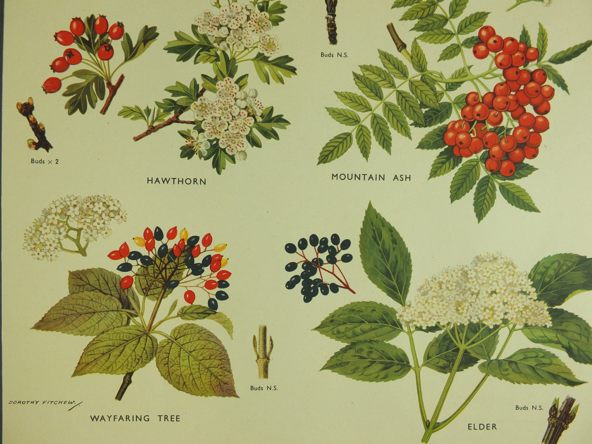 Original Vintage Macmillan Parts of Trees Educational Poster Ash Buckthorn Dogwood print wall art Nature biology botany botanical 1950s