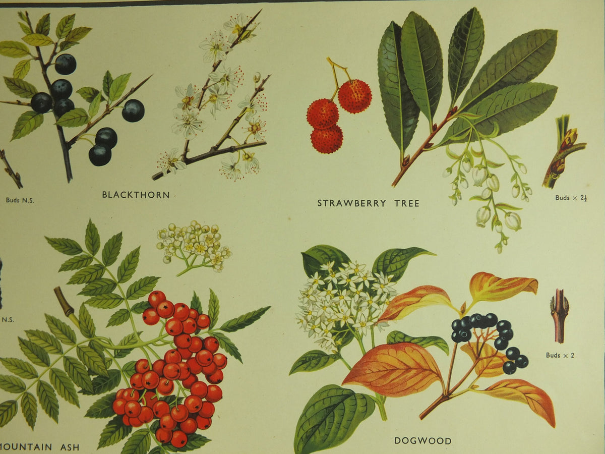 Original Vintage Macmillan Parts of Trees Educational Poster Ash Buckthorn Dogwood print wall art Nature biology botany botanical 1950s