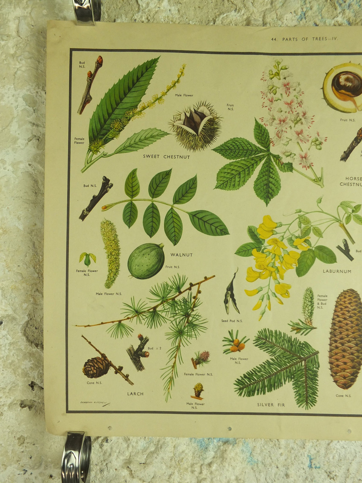 Original Vintage Macmillan Parts of Trees Educational Poster Chestnut Walnut Fir larch print wall art Nature biology botany botanical 1950s