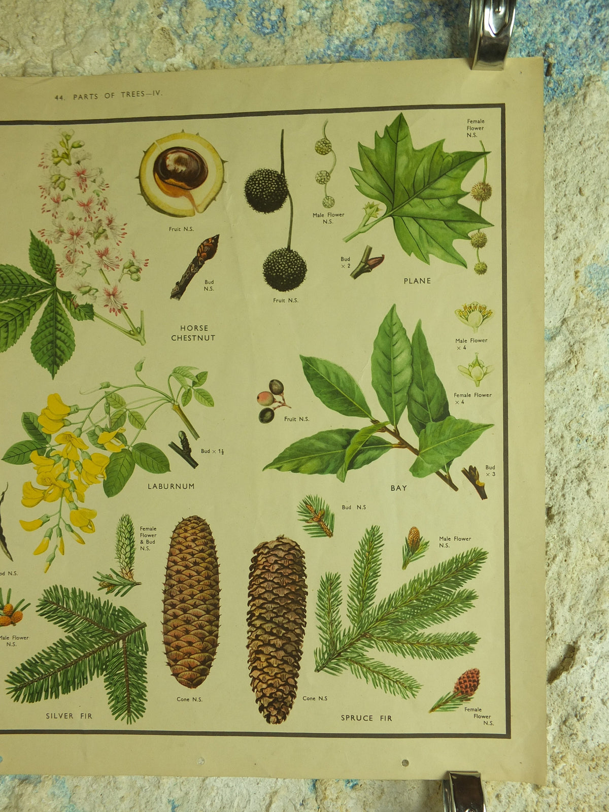 Original Vintage Macmillan Parts of Trees Educational Poster Chestnut Walnut Fir larch print wall art Nature biology botany botanical 1950s