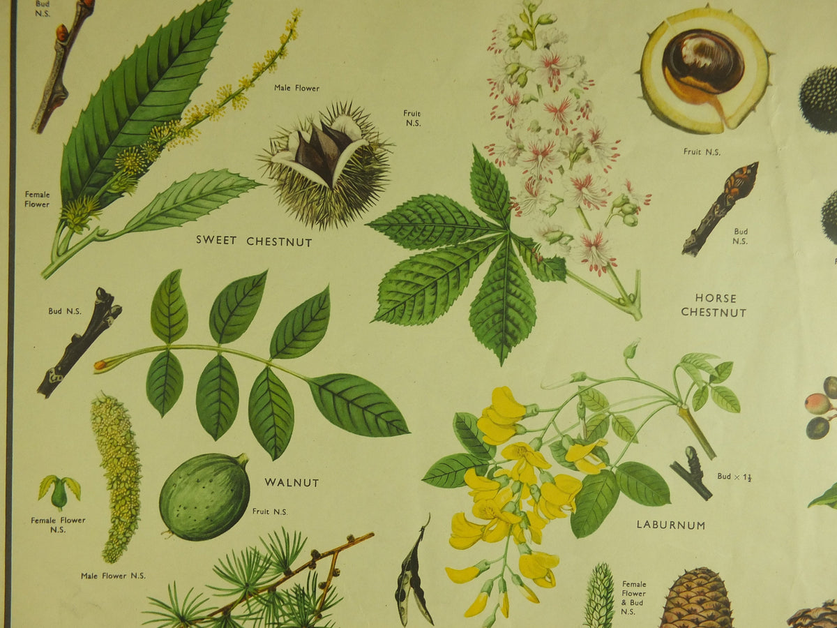 Original Vintage Macmillan Parts of Trees Educational Poster Chestnut Walnut Fir larch print wall art Nature biology botany botanical 1950s