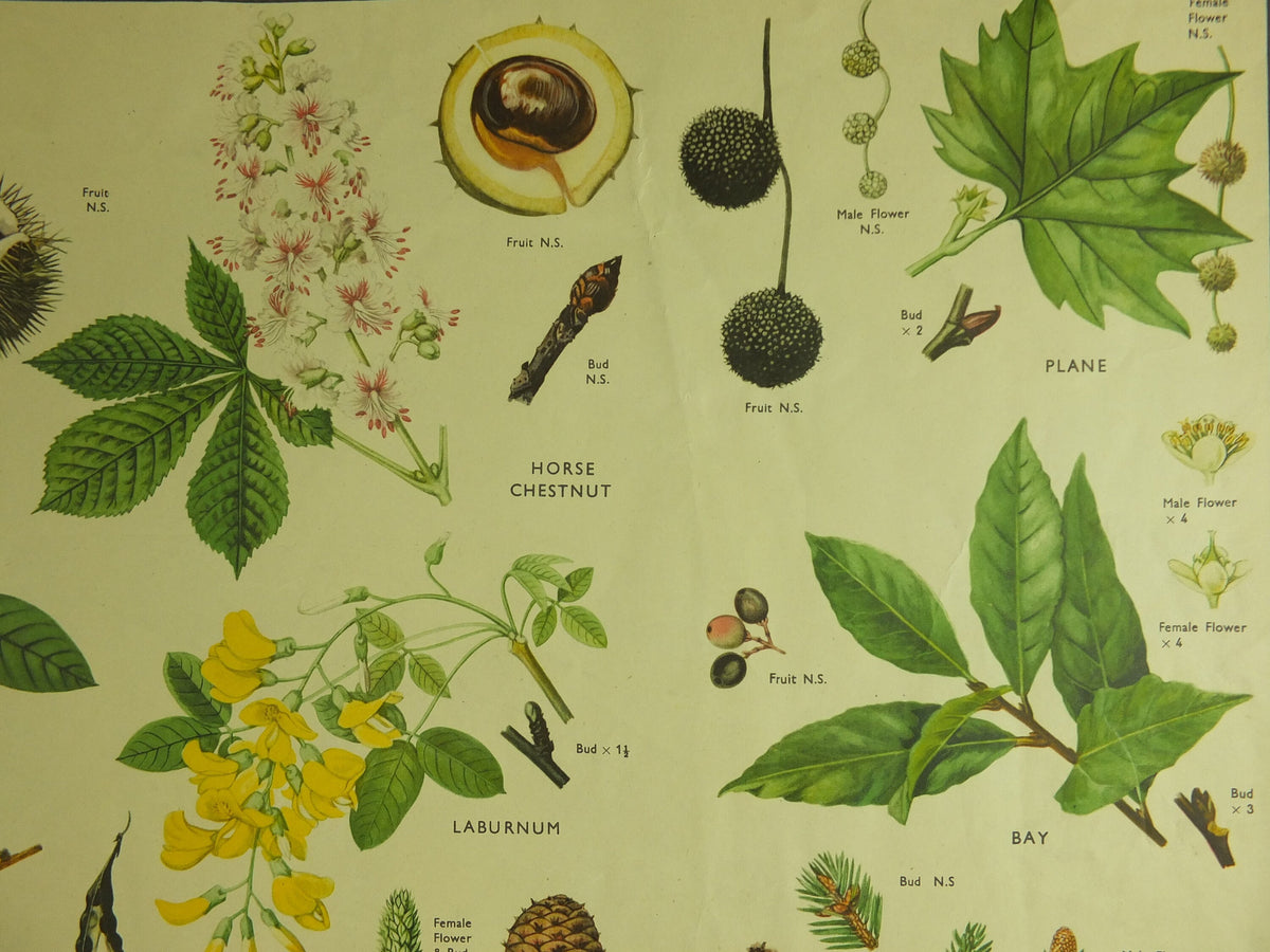 Original Vintage Macmillan Parts of Trees Educational Poster Chestnut Walnut Fir larch print wall art Nature biology botany botanical 1950s