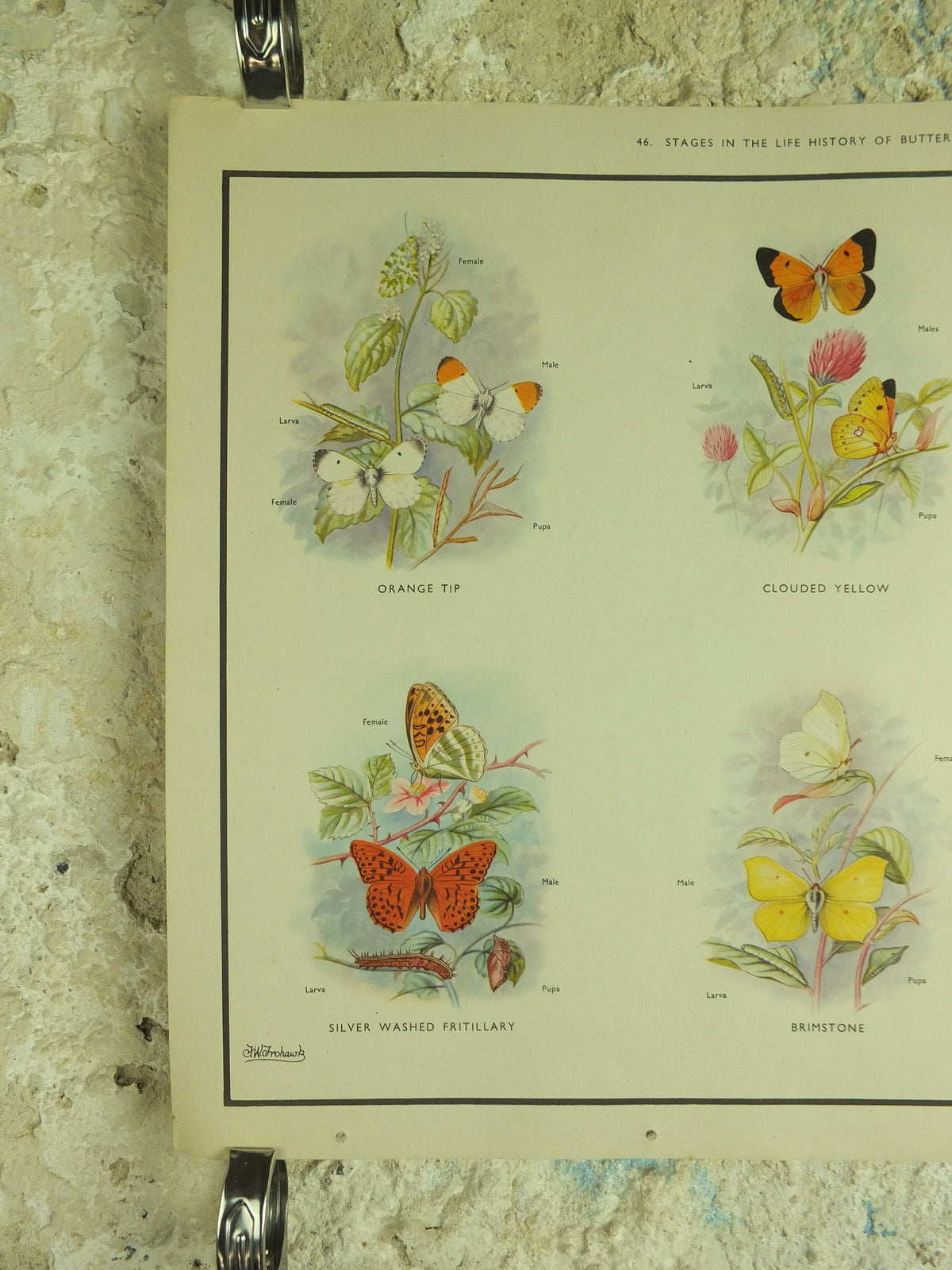 Original Vintage Macmillan Butterflies Nature Educational Poster Orange Tip Clouded Yellow Wall Brimestone print wall art ornithology 1950s