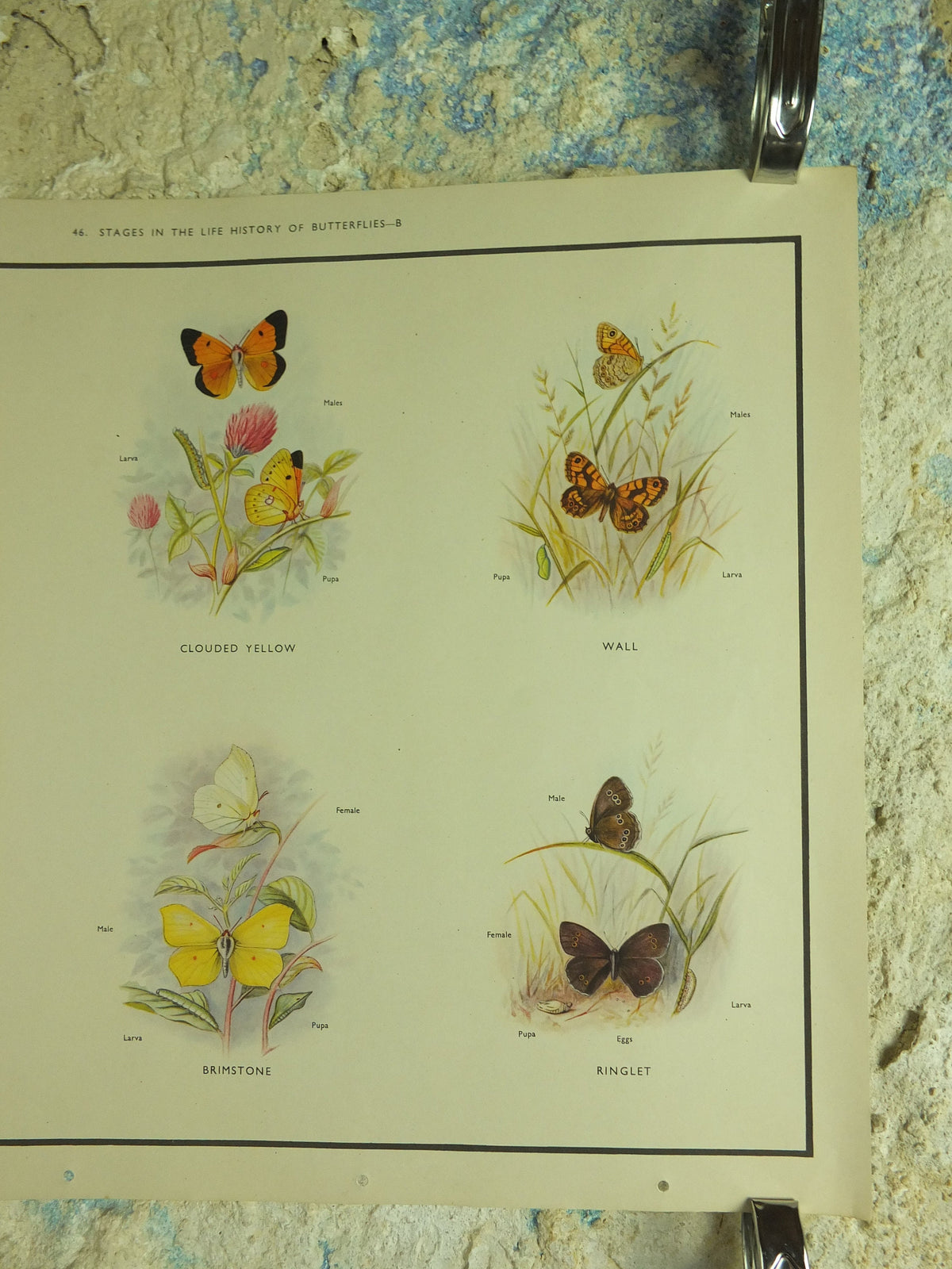 Original Vintage Macmillan Butterflies Nature Educational Poster Orange Tip Clouded Yellow Wall Brimestone print wall art ornithology 1950s