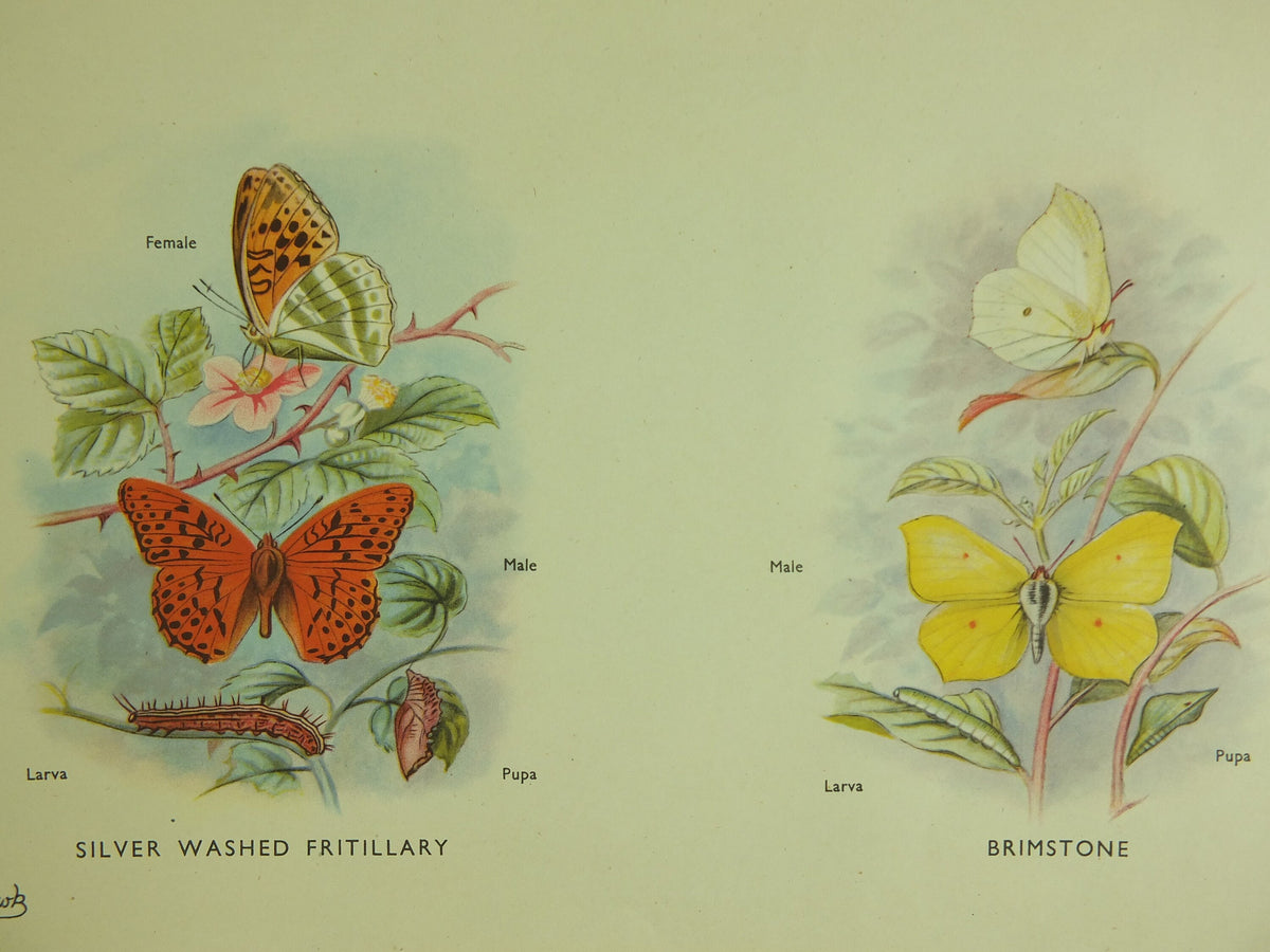 Original Vintage Macmillan Butterflies Nature Educational Poster Orange Tip Clouded Yellow Wall Brimestone print wall art ornithology 1950s