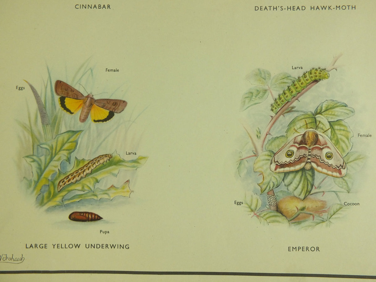 Original Vintage Macmillan Moths Nature Educational Poster Cinnebar Emperor Oak Eggar Broad Boardered Hawk print wall art 1950s
