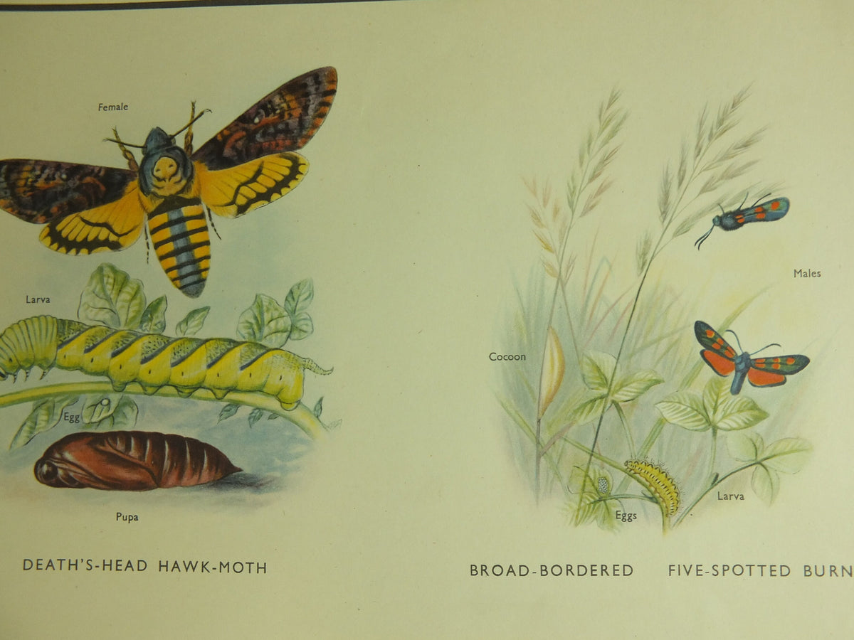 Original Vintage Macmillan Moths Nature Educational Poster Cinnebar Emperor Oak Eggar Broad Boardered Hawk print wall art 1950s