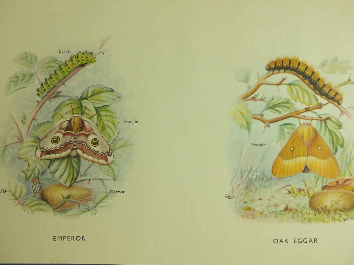 Original Vintage Macmillan Moths Nature Educational Poster Cinnebar Emperor Oak Eggar Broad Boardered Hawk print wall art 1950s