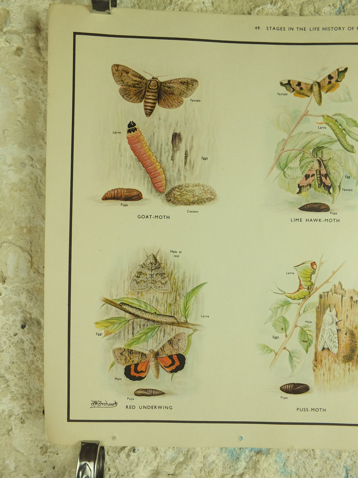 Original Vintage Macmillan Moths Nature Educational Poster Goat Lime Hawk Buff Tip Red Underwing Puss Poplar Hawk print wall art 1950s