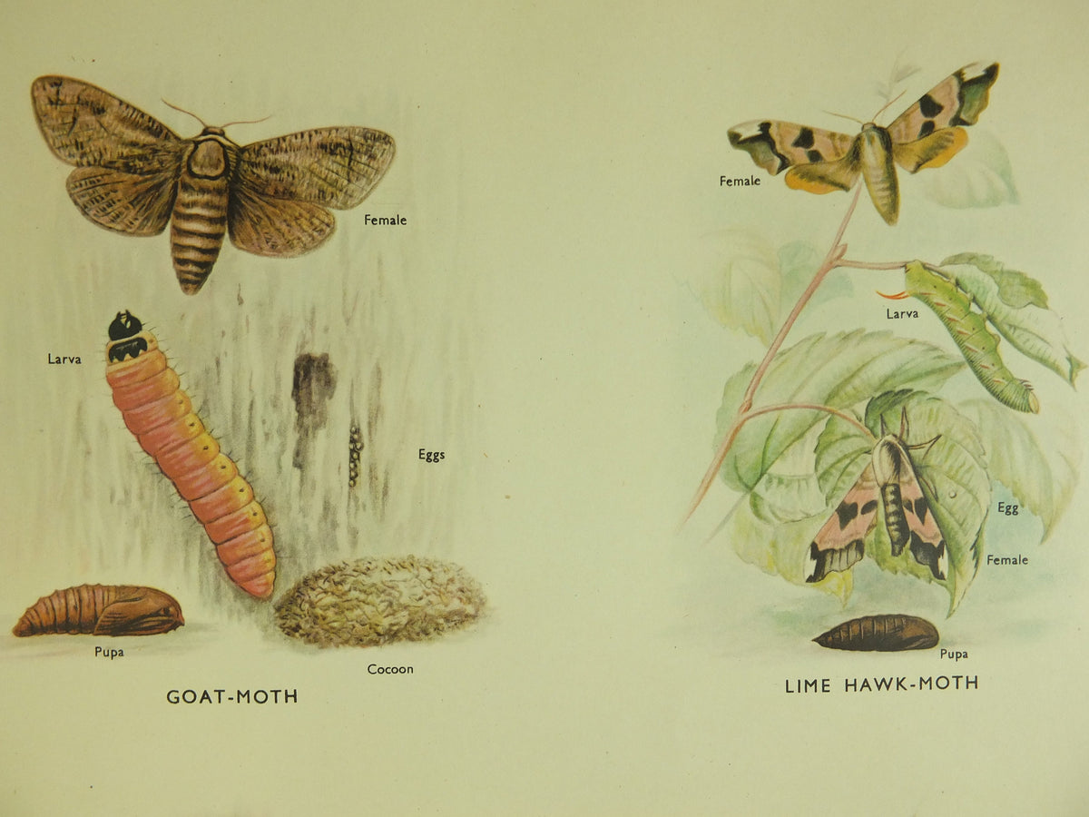 Original Vintage Macmillan Moths Nature Educational Poster Goat Lime Hawk Buff Tip Red Underwing Puss Poplar Hawk print wall art 1950s