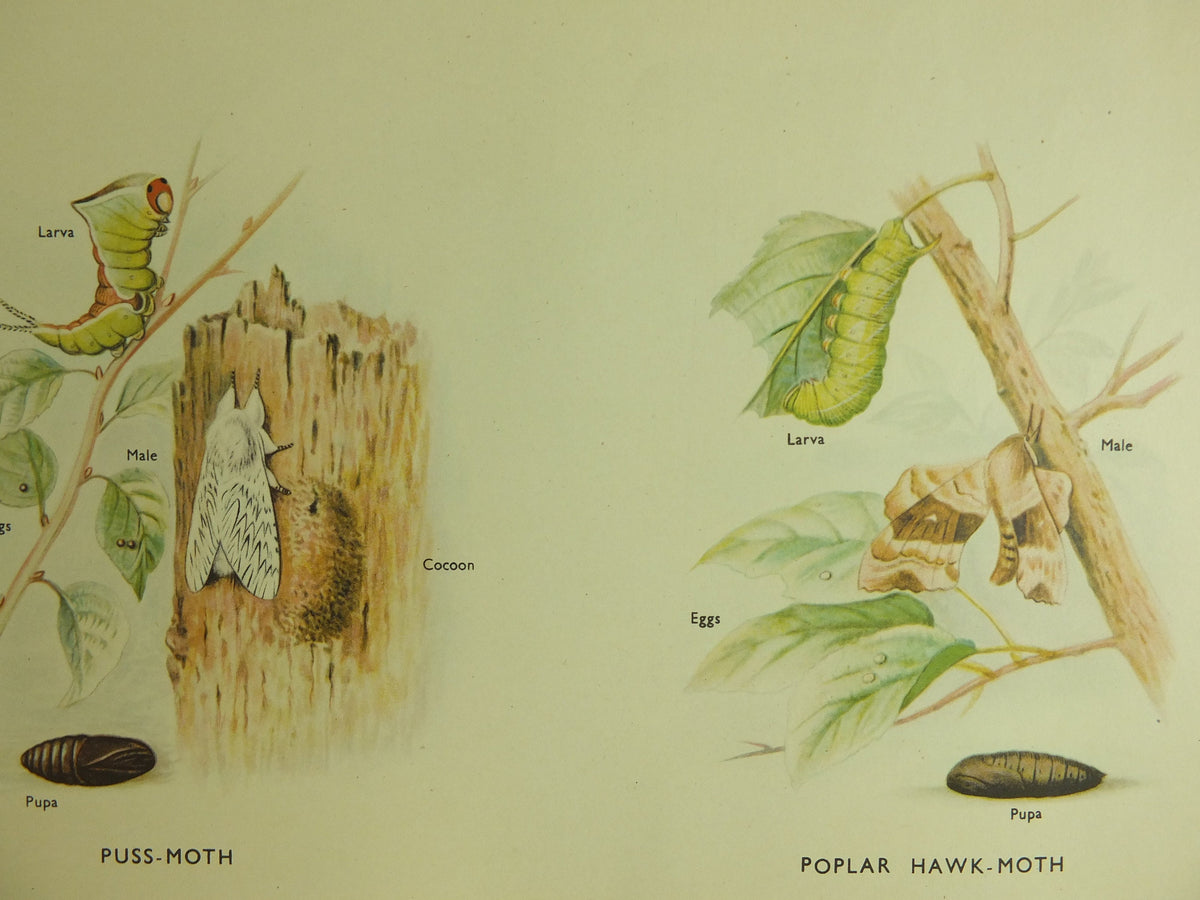 Original Vintage Macmillan Moths Nature Educational Poster Goat Lime Hawk Buff Tip Red Underwing Puss Poplar Hawk print wall art 1950s
