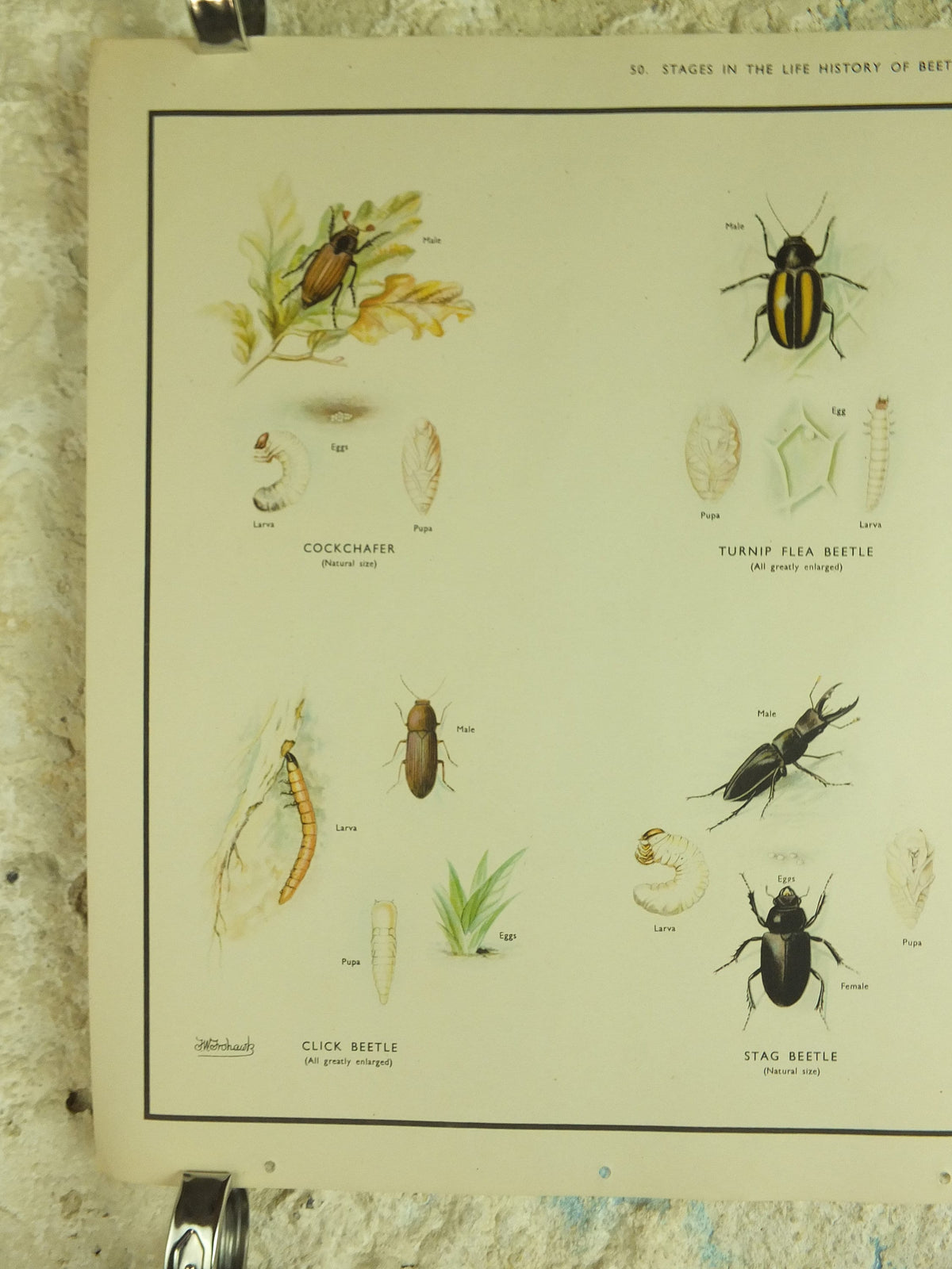Original Vintage Macmillan Beetles Nature Educational Poster Click Beetle Stag Tiger devils coach horse cockchafer print wall art 1950s