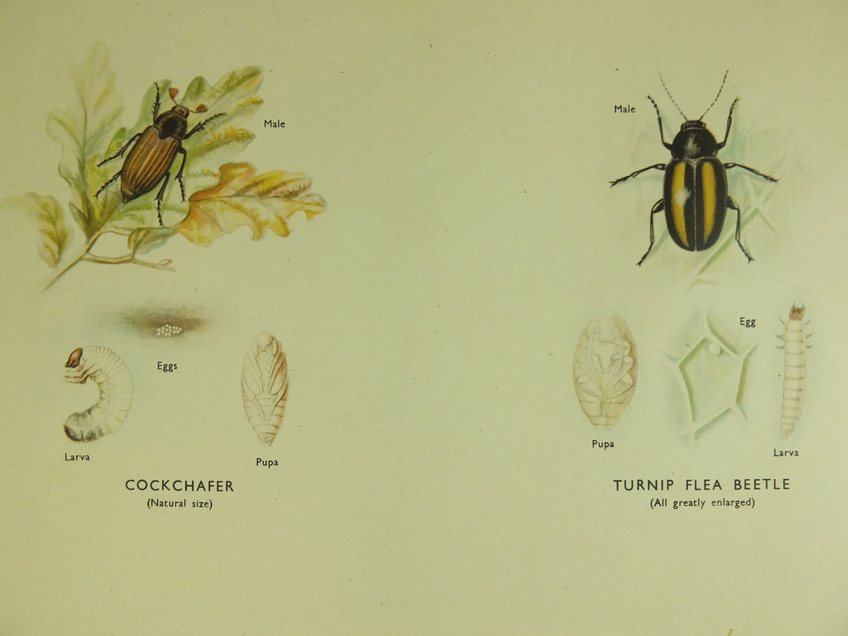 Original Vintage Macmillan Beetles Nature Educational Poster Click Beetle Stag Tiger devils coach horse cockchafer print wall art 1950s