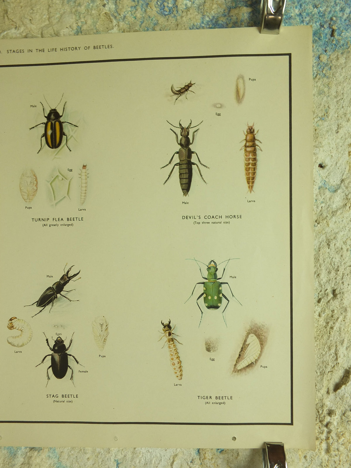 Original Vintage Macmillan Beetles Nature Educational Poster Click Beetle Stag Tiger devils coach horse cockchafer print wall art 1950s