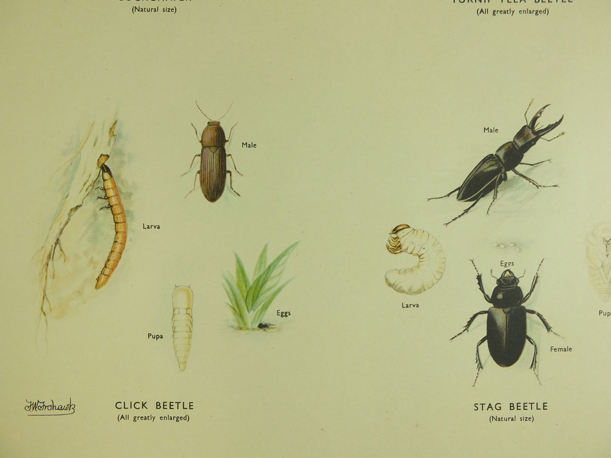 Original Vintage Macmillan Beetles Nature Educational Poster Click Beetle Stag Tiger devils coach horse cockchafer print wall art 1950s