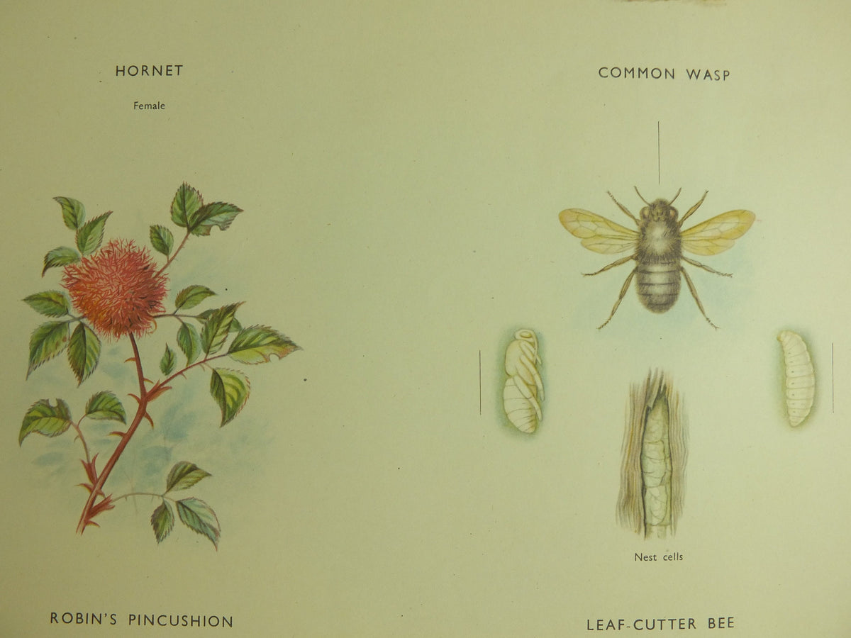 Original Vintage Macmillan Bees and Wasps Nature Educational Poster honey bee hornet wasp robins pincushion bees print wall art 1950s