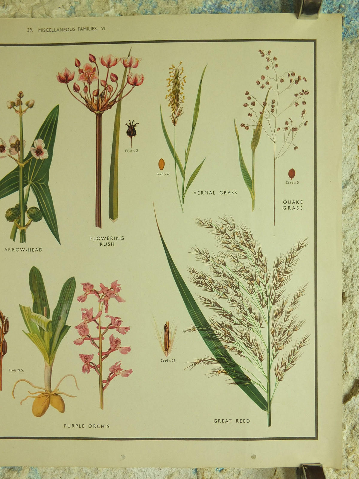 Original Vintage Macmillan Wild Flowers Educational Poster Bluebell Orchis Rush Reed print wall art Nature biology botany botanical 1950s