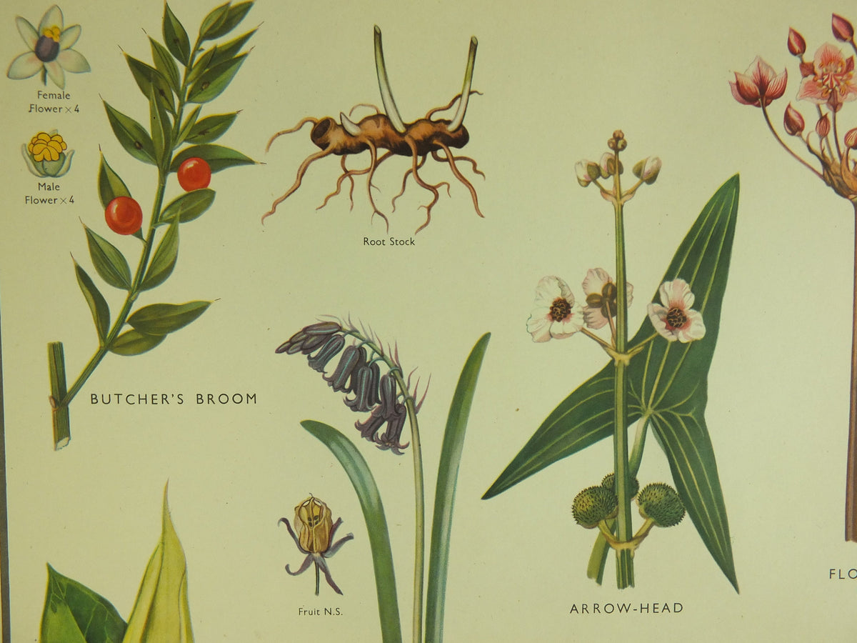 Original Vintage Macmillan Wild Flowers Educational Poster Bluebell Orchis Rush Reed print wall art Nature biology botany botanical 1950s