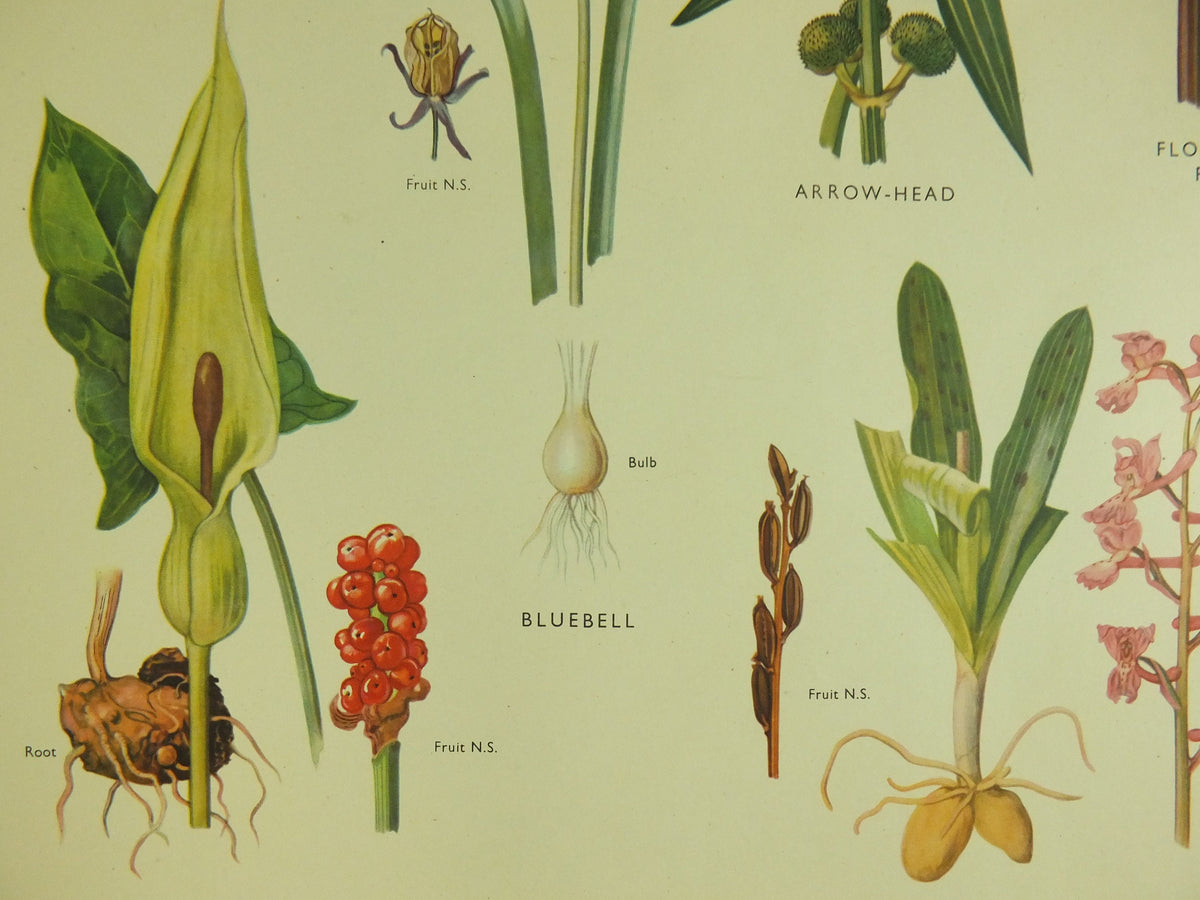 Original Vintage Macmillan Wild Flowers Educational Poster Bluebell Orchis Rush Reed print wall art Nature biology botany botanical 1950s