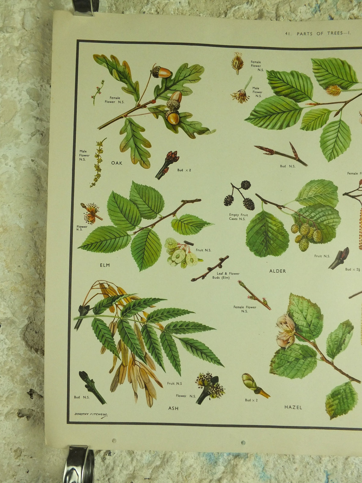 Original Vintage Macmillan Parts of Trees Educational Poster Oak elm ash beech birch print wall art Nature biology botany botanical 1950s