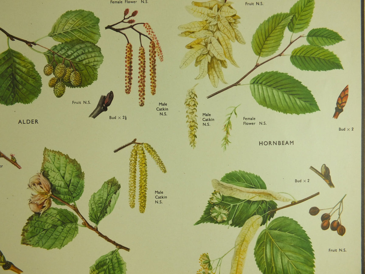 Original Vintage Macmillan Parts of Trees Educational Poster Oak elm ash beech birch print wall art Nature biology botany botanical 1950s