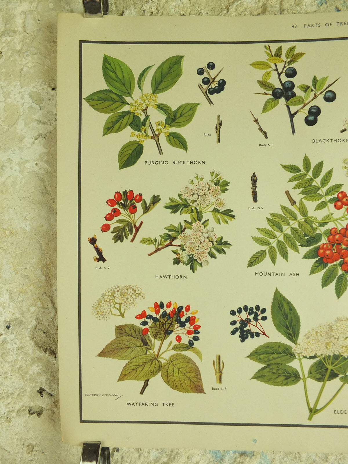 Original Vintage Macmillan Parts of Trees Educational Poster Ash Buckthorn Dogwood print wall art Nature biology botany botanical 1950s