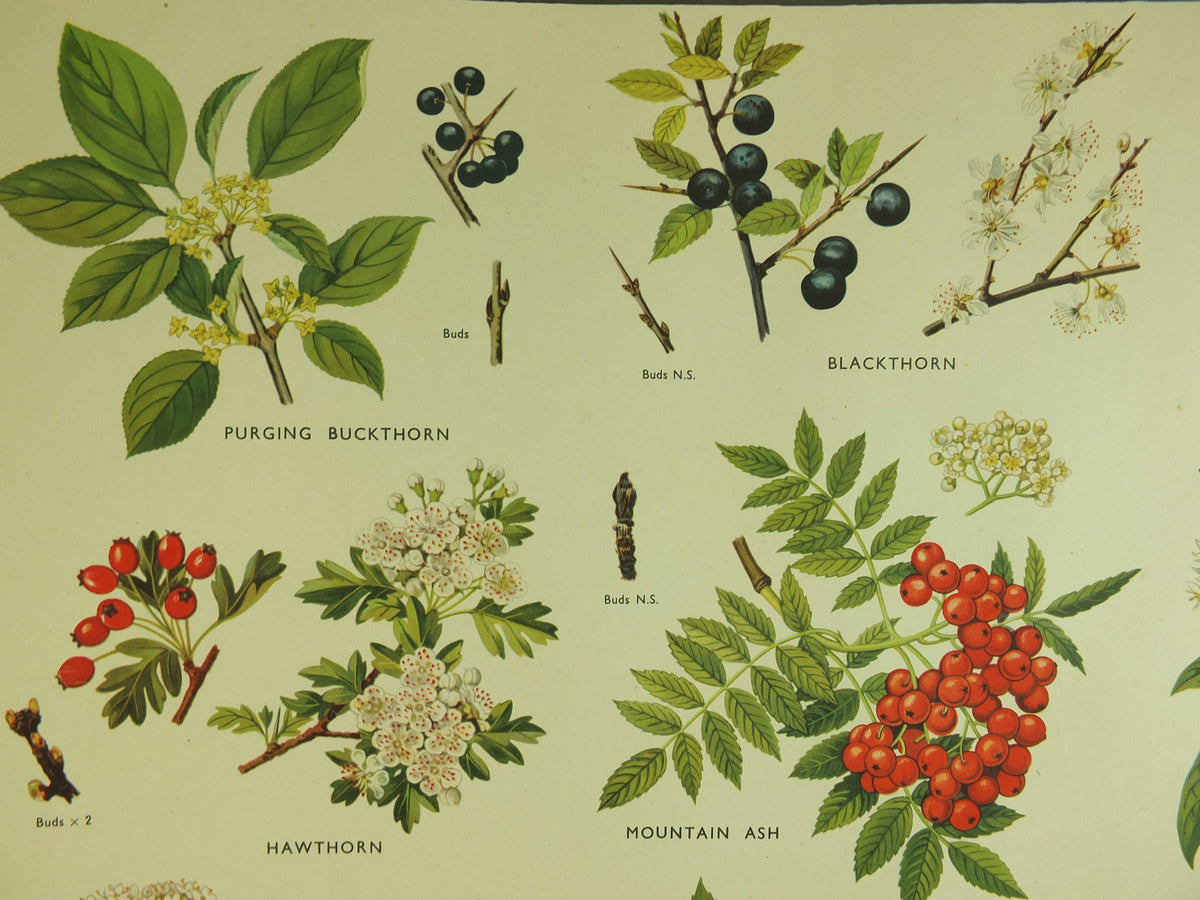 Original Vintage Macmillan Parts of Trees Educational Poster Ash Buckthorn Dogwood print wall art Nature biology botany botanical 1950s
