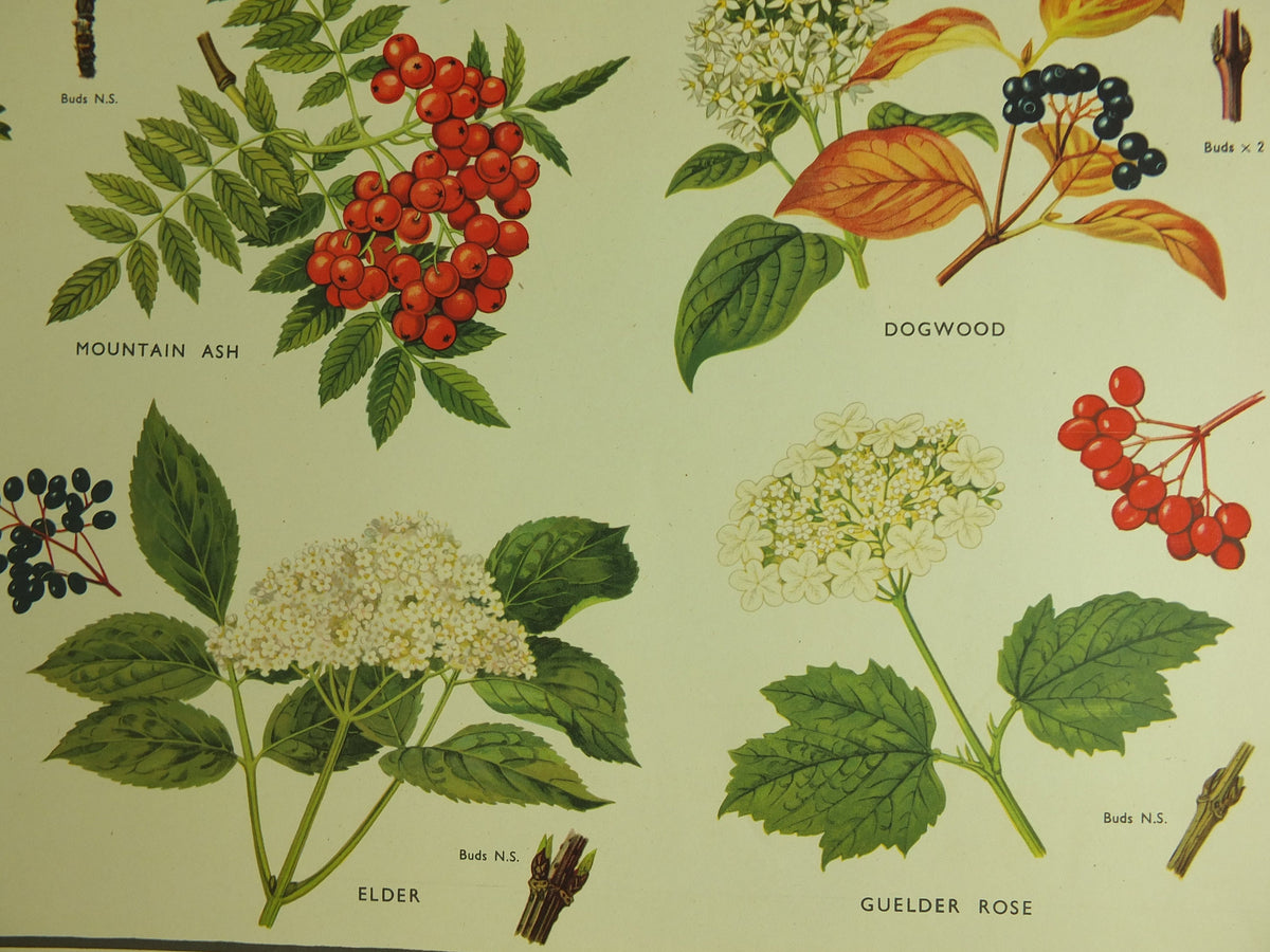 Original Vintage Macmillan Parts of Trees Educational Poster Ash Buckthorn Dogwood print wall art Nature biology botany botanical 1950s