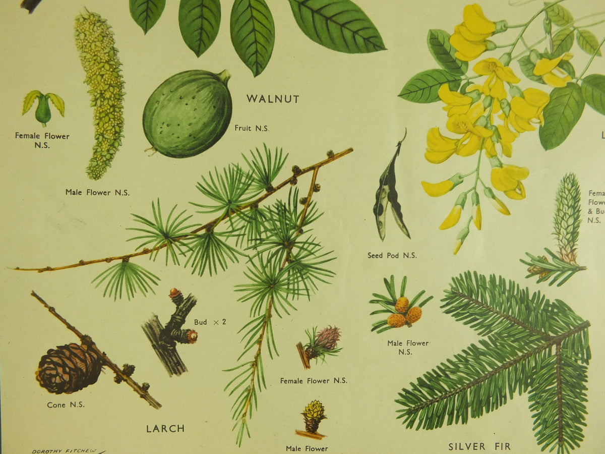 Original Vintage Macmillan Parts of Trees Educational Poster Chestnut Walnut Fir larch print wall art Nature biology botany botanical 1950s