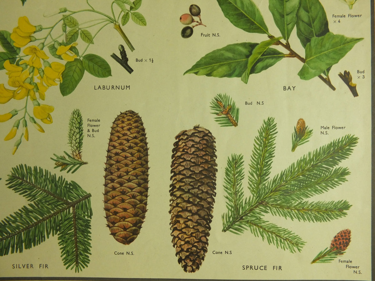 Original Vintage Macmillan Parts of Trees Educational Poster Chestnut Walnut Fir larch print wall art Nature biology botany botanical 1950s