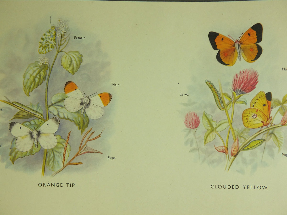Original Vintage Macmillan Butterflies Nature Educational Poster Orange Tip Clouded Yellow Wall Brimestone print wall art ornithology 1950s