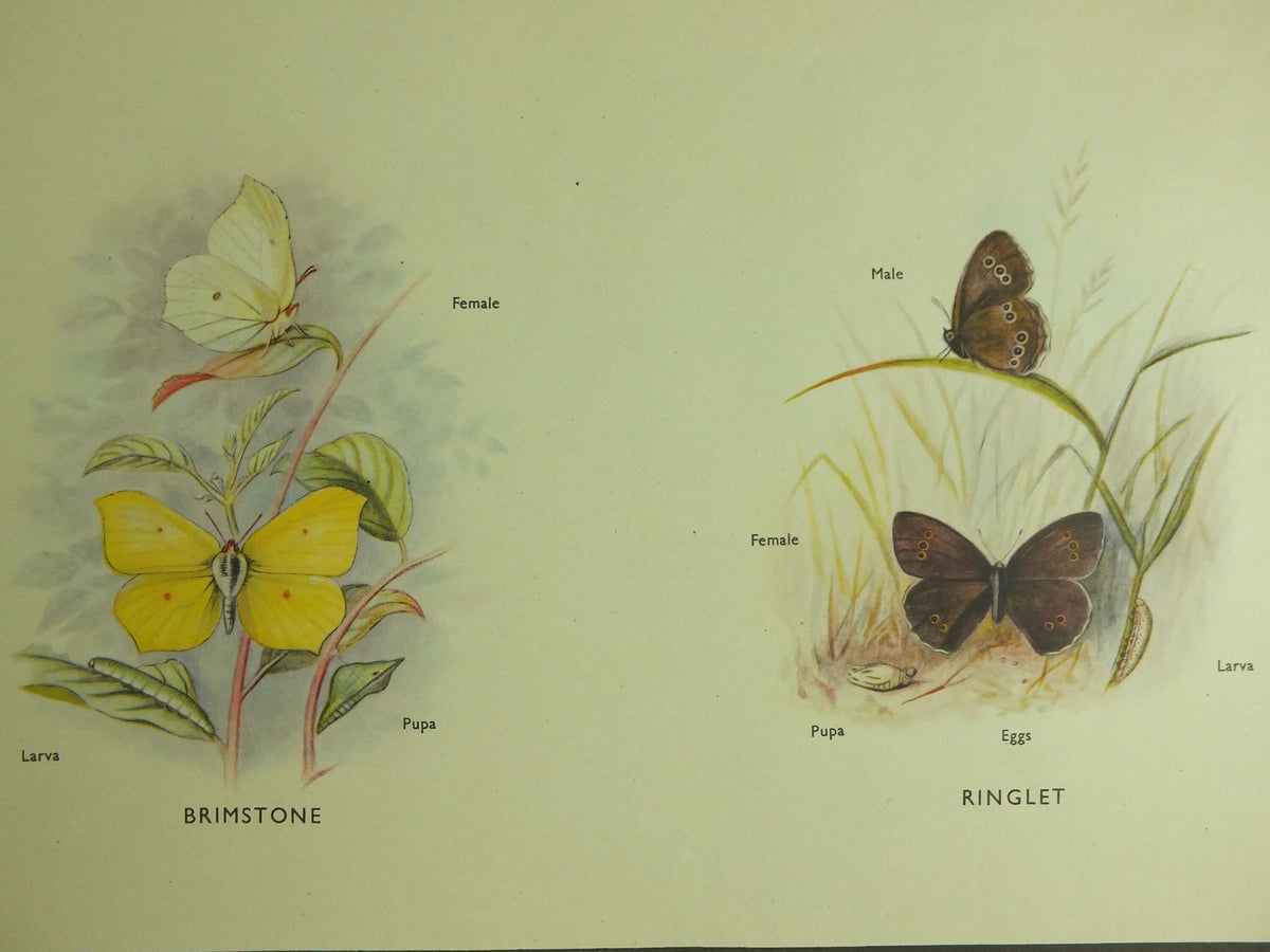Original Vintage Macmillan Butterflies Nature Educational Poster Orange Tip Clouded Yellow Wall Brimestone print wall art ornithology 1950s
