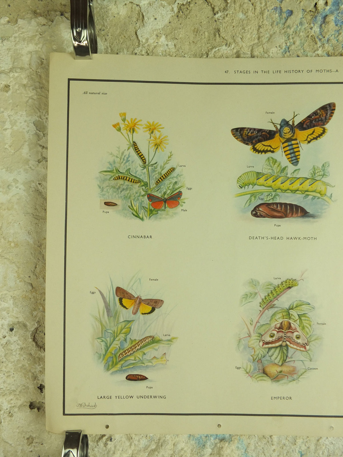 Original Vintage Macmillan Moths Nature Educational Poster Cinnebar Emperor Oak Eggar Broad Boardered Hawk print wall art 1950s
